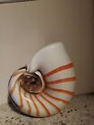 Nautilus Art glass shell no marking  5 12 " height by 5" vase, paperweight