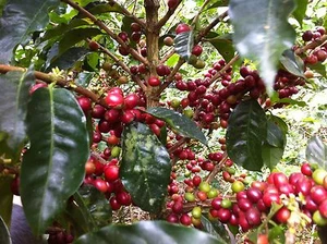 Coffee Planting Brew Farming CD Growing Plantation 25 books Brewing Granules - Imagen 1 de 4