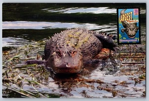 #4033 Wonders of America Largest Reptile American Alligator Maxi Card - Picture 1 of 2