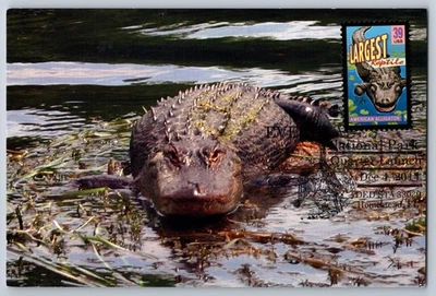 #4033 Wonders of America Largest Reptile American Alligator Maxi Card - Image 1 of 2