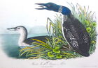 Audubon 1st ed Octavo  GREAT NORTH DIVER - LOON  Birds of America  1840 original