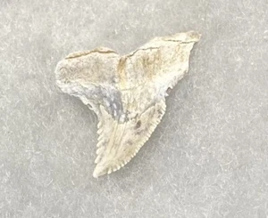 White Fossil Hemipristis Snaggle Shark Tooth from Baja California, Mexico - Picture 1 of 6
