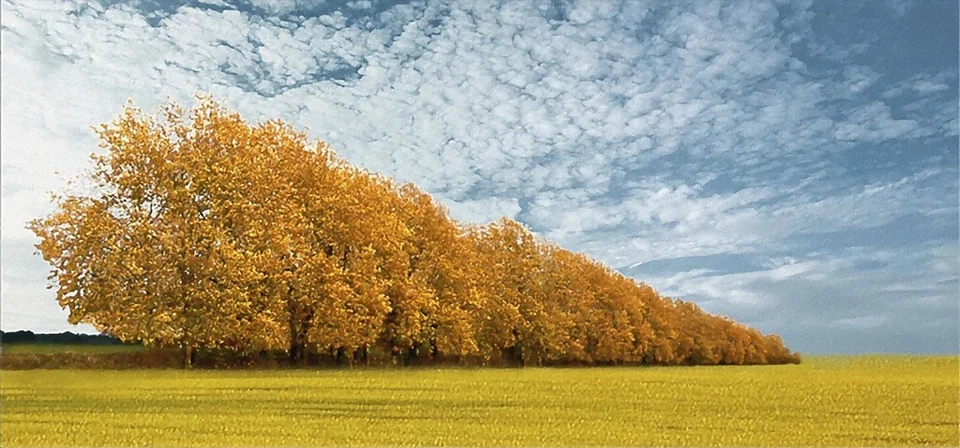 Autumn Colors 1, Carlos Casamayor, Art Print Poster 11" x 14"         2206 - Image 1 of 1