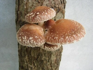 Thai Kräuter gefriergetrocknet Shitake Pilzpulver 50, 100, 250, 1000 Gramm - Bild 1 von 1