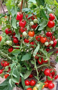 10 Tomatensamen GLETSCHER früh hervorragend für kalte Regionen - Bild 1 von 7