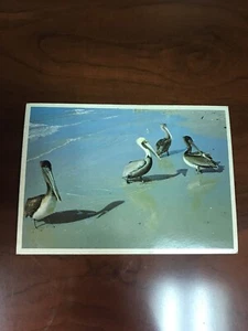 Vintage Postcard Plastichrome Boston, Mass Pelicans Birds on Beach Shoreline - Picture 1 of 5