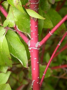 Seed- Dogwood Yellow or Red Twigged- Cornus sericea -Hardy Shrub, Brilliant Stem - Picture 1 of 21