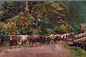 VIntage registrazione cartolina con buoi - Foto 1 di 2