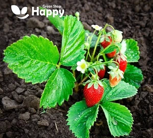 WILD STRAWBERRY - Baron Solemacher - 150 seeds - Fragaria Vesca - Fruit seeds - Picture 1 of 2