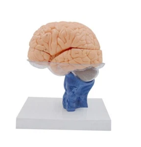 1:1 size Human 15 parts Anatomy Brain Model medical - Picture 1 of 6