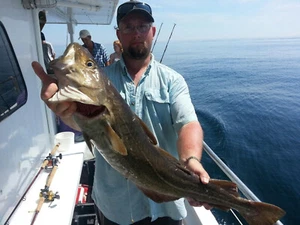 Hand Tied Hi/ Low 5/0 VMC Hooks Cod Bait Rigs Fishing Haddock Pollock Sea Bass - Picture 1 of 3