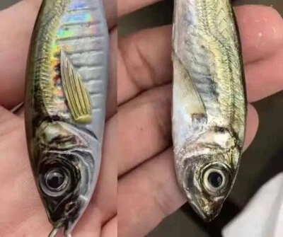 LAB TACKLE Fishing Lure Metal Jigs Yakka 21g 30g 40g 60g 80g Kingfish Slow Jigging Snapper