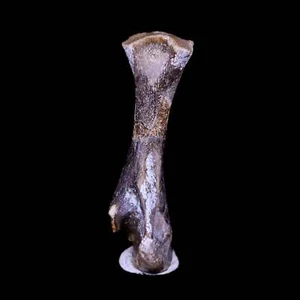 Captorhinus Aguti Fossil Oberschenkelknochen Permian Age Reptil 299 Mil Jahre alt Display - Bild 1 von 8