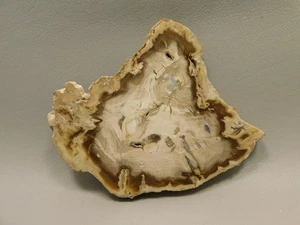 Raíz de ciprés de agua de madera petrificada pulida losa redonda lado del sol #O1 - Imagen 1 de 7