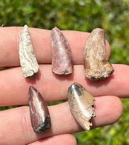 Denti di dinosauro fossili LOTTO DI 5 criptopi Eocarcharia Niger teropode Abelisauro - Foto 1 di 14