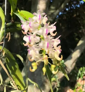 FRAGRANT ~ Aerides Vanda Orchid ~ Aerides odorata x sib ~ Near Bloom Size - Picture 1 of 4