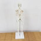 Body Skeleton Model Educational Science Tool Educational Toy for Learn Display
