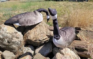 CUBIERTAS DE TELA DE PLUMAS DE FOTO DE GANSO CANADIENSE OUTLAW 🙂 🙂 HECHAS EN EE. UU. 🙂 x2 - Imagen 1 de 7