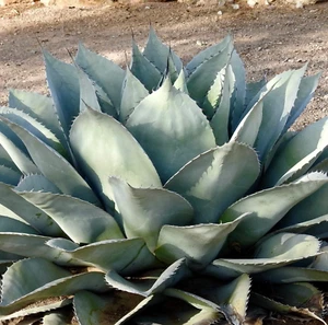 Agave ovatifolia - NO variegated - Bild 1 von 3