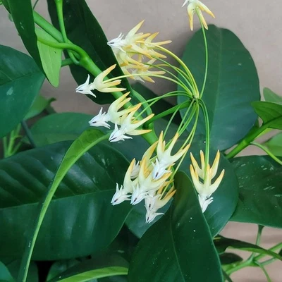 Hoya ‘Shooting Star’ – Rare Wax Plant | Elegant Flowering Hoya | 3" Houseplant - Image 1 of 4