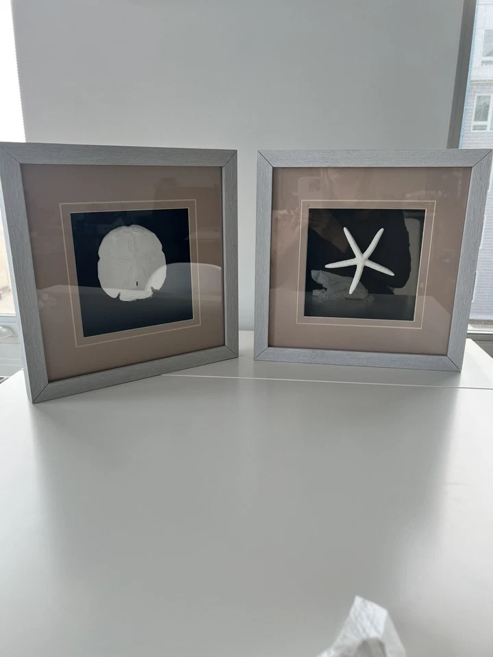 (Juego de 2) Arte de pared enmarcado dólar sol estrella de mar blanco de 14’’x14” Foto 1 de 4