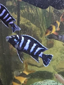 FEMALE ADULT Demasoni, Pseudotropheus, Mbuna, African Cichlid GUARANTEED - Picture 1 of 1