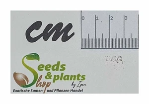 5x Cyathea carrii Carrs Baumfarn Garten Pflanzen - Samen B1055 - Picture 1 of 4