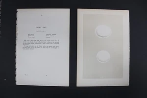 Birds, Nests, Eggs, F.O.Morris, 1875 - Picture 1 of 4