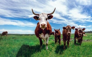 Cows from Denmark Photo Picture Poster Print  Cattle Bull Dairy Beef Ox Animal  - Picture 1 of 1