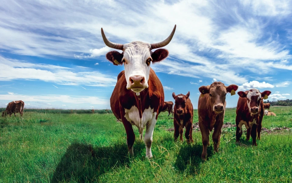 Cows from Denmark Photo Picture Poster Print  Cattle Bull Dairy Beef Ox Animal  - Image 1 of 1