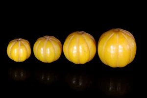 Set of 4 Rare Vintage Pumpkin Shape Bakelite Melon Czech Beads #C300, Antique - Picture 1 of 3