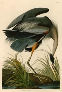 Great Blue Heron, John James Audubon, Art Print Poster 14" x 11"  40471