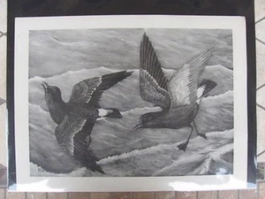 Original   Rex Brasher #104  Hand Painted Bird Print  Stormy Petrel #104REX2 DSS - Picture 1 of 1
