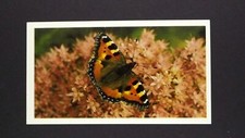 1 x Grandee Cigar card Butterfly - Small Tortoiseshell ± No 10 ≠ Q33