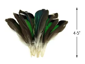 10 Stück - schillernd grün Mallard Entenflügelfedern Halloween Handwerk Zubehör - Bild 1 von 6