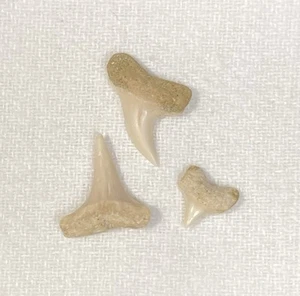 Small Mako Shark Teeth from Shark Tooth Hill - Ernst Quarry: Bakersfield, Ca - Picture 1 of 3
