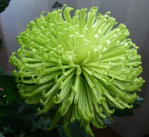 Anastasia Green Chrysanthemum x 1 Plant - Perennial Cut Flowers Cottage Garden - Picture 1 of 6