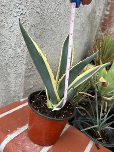 LIVE AGAVE AMERICANA VARIEGATED SUCCULENT UP TO 10 inches tall - Picture 1 of 3