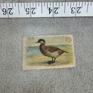 1904 Arm & Hammer Trade Card Ruddy Duck Game Bird Series No. 16 Soda Ad - Picture 1 of 4
