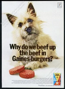 1966 Australian Terrier photo Gaines burgers dog food vintage print ad - Picture 1 of 7