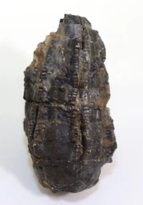 Crinoide, Cupressocrinites crassus, Devon, Dachsberg, Eifel, Germania -k510 - Foto 1 di 7