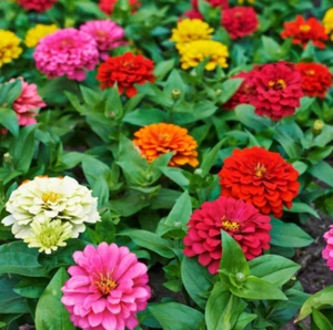 Zinnia Pumila Mix 500 Seeds MIXED Flower COLORFUL RAINBOW BLOOMS (500 Seeds) - Picture 1 of 1