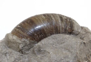 Nautiloid, Oelandoceras sp., Ordovizium, Skövde, Svezia-L409 - Foto 1 di 6