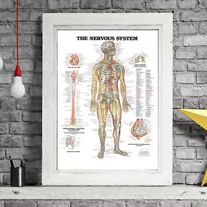 NERVOUS SYSTEM - Human Body Chart Poster Print Sizes A5 to A0 **FREE DELIVERY** - Bild 1 von 14