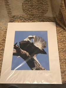 American Bald Eagle Preening  - Matted for 11" x 14" Signed David Z Guy - Picture 1 of 4