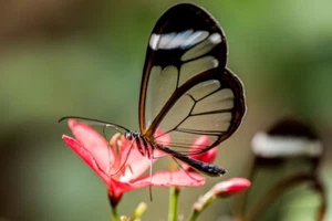 BLACK / TRANSPARENT WING BUTTERFLY & Amaryllidaceae, Photo Print Poster 19x13" - Picture 1 of 1