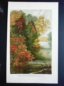 gravure:chromolithographie 1882:nature: feuillage d'automne au lac Erie - Picture 1 of 1