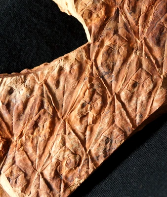 Big scale tree rare unknown Lepidodendron species Carboniferous fossil plant - Image 1 of 4