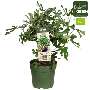 Bio Feigenpflanze 'Little Miss Figgy' Ø23cm | Pflanzfix24 - Bild 1 von 1