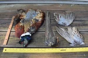 Lot 11, Male Ringneck Pheasant in a Bag Feathers, Whole Bird, Wings Tail Skin - Picture 1 of 3
